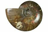 Flashy Red Iridescent Ammonite #155214-1